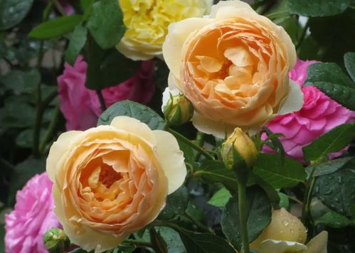 春季：温柔呵护， 让花朵破土而出