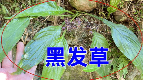 呋虫胺：高效杀虫