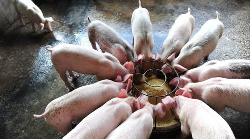 开平市猪肉价格近期波动大吗？江门市开平生猪价格动态分析显示如何？