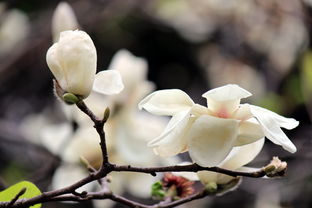 玉兰花的多样品种与特点