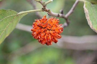 四川的构树资源