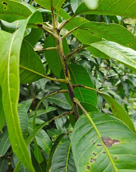 芒果炭疽病，这个害虫真是让人头疼！