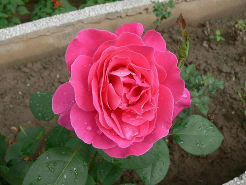 新芽枯萎，月季树状植物为何如此脆弱？