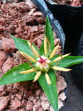 园艺硫酸亚铁伴侣柠檬酸喜酸是植物调酸土壤的好帮手