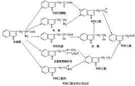 松树成长的神秘助手——吲哚乙酸