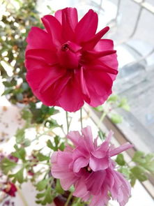 如何选择种植技术？