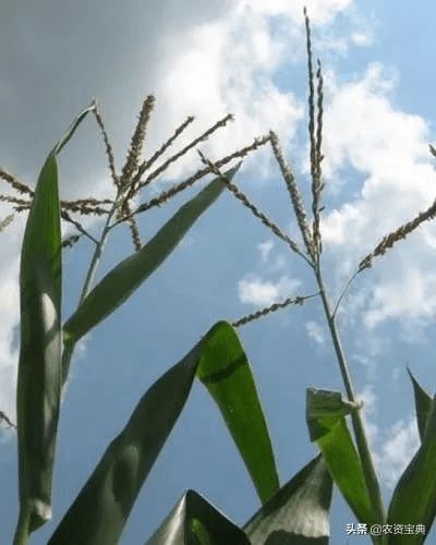 丙环唑，是个啥玩意儿？