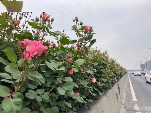 月季花开，空中花廊渐入佳境