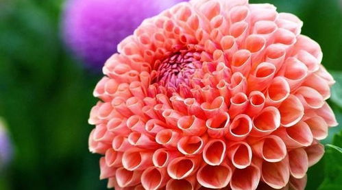 菊花花期最后如何养护才能延长观赏期