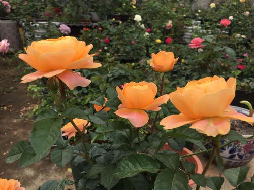 月季花爱好者的福音：十大网红月季品种推荐