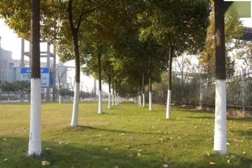 移栽技巧保证桧柏成活