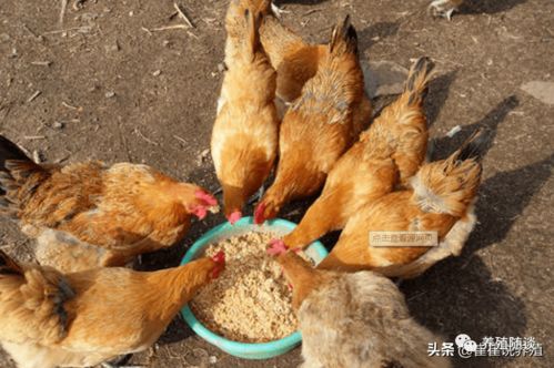 麦麸喂鸡有哪些好处和害处？长期使用对鸡的健康有何影响？