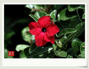 浇水有技巧， 沙漠玫瑰梗娇艳