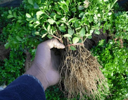 插穗处理， 黄杨繁殖的关键