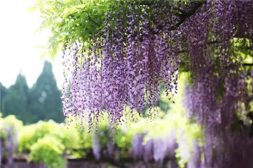 紫藤浇水施肥攻略，花期养护必看！