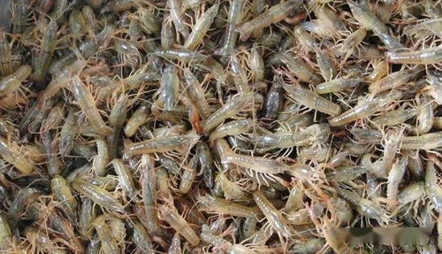 一亩虾塘养虾需要放多少虾苗，以及虾苗成长期间适合食用哪种虾饲料？