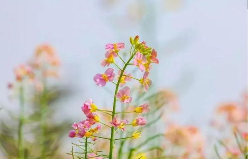 春天里哪些树开花
