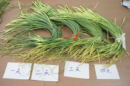 大蒜苗后除草剂的选择与使用