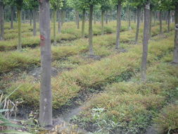 成dou绿化苗木基地， 繁花似锦等你来