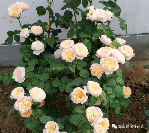 温度低，花苞长得慢