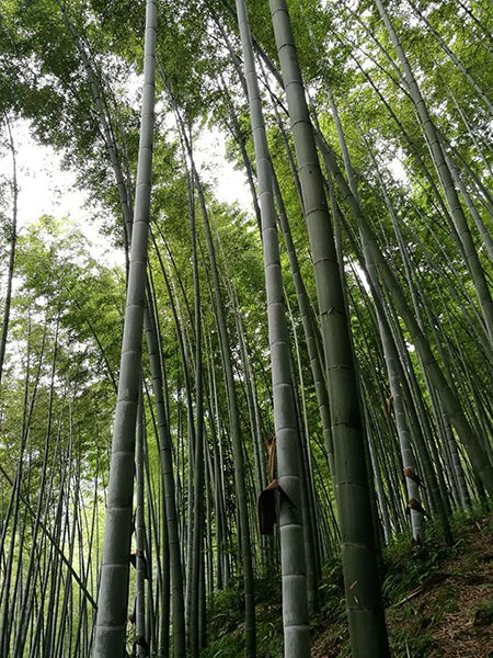 林业站的两个绝招