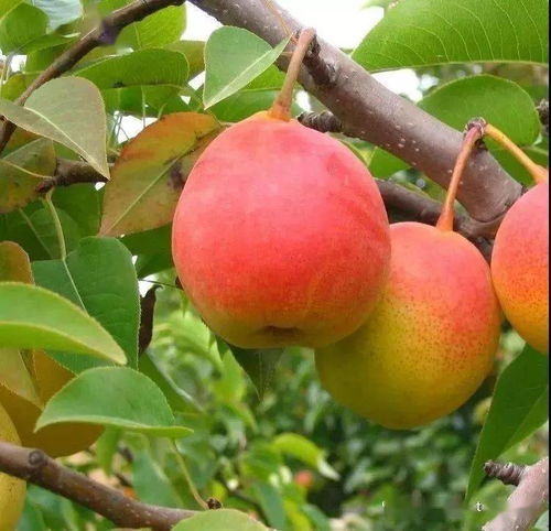 木槿花苗的价格大揭秘