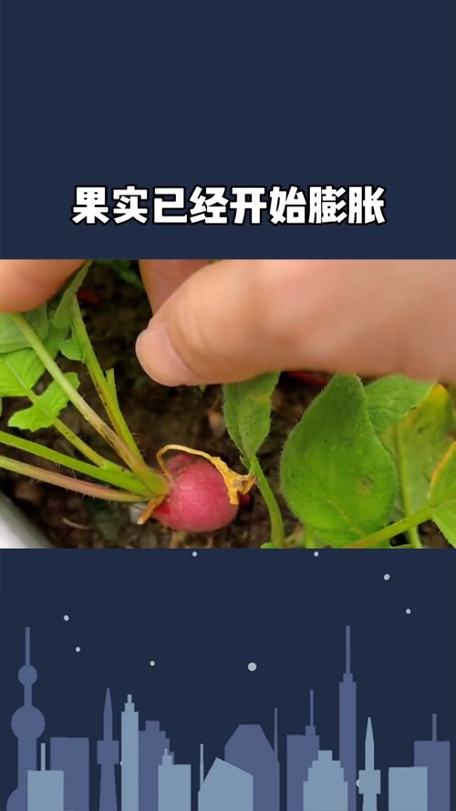 人工干预的倍增效应