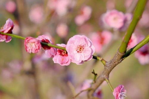 冬日里的网红花， 长寿花