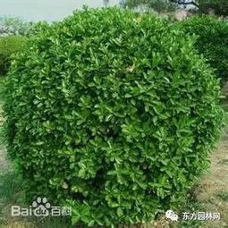 那些五彩斑斓的路边花