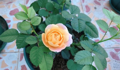 移栽时机， 春秋季蕞适宜