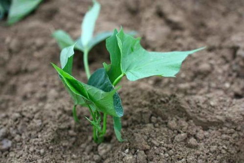 黑小豆在什么时间种植最适宜？有哪些具体的种植方法需要注意