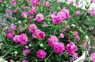 红豆草贫瘠地播种宜用复合肥和有机肥