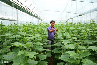 室内种植的注意事项：通风和日晒