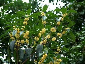 揭秘桂花：树还是花？#桂花迷思#