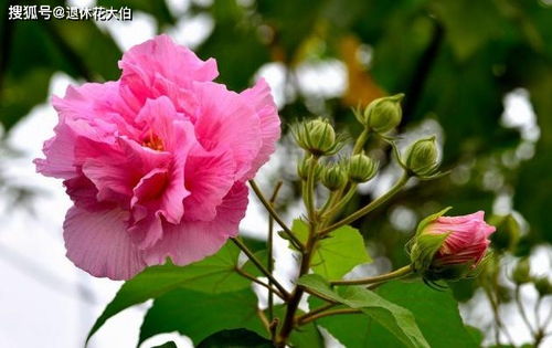 芙蓉花生长在水域边？这几个地方最常见