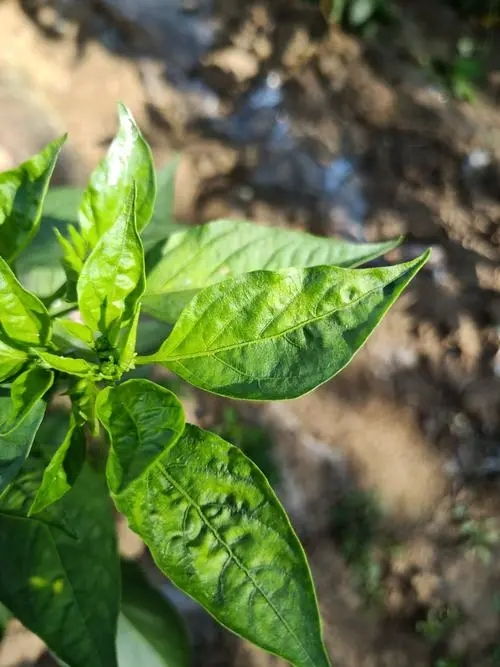 苣叶报春病虫害防治升级，绿色农业新篇章