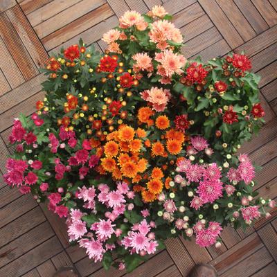 姬小菊如何养殖？有哪些具体的养殖方法和技巧可以让我成功种植姬小菊