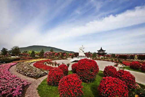 南阳月季，绽放直播新风采