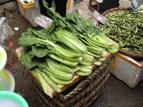 喂猪青饲料有哪些种类和营养成分？