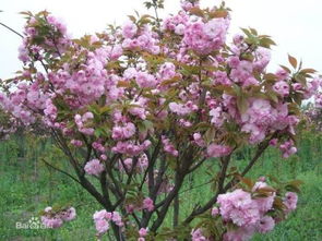 发现先开花后长叶的粉红色花朵，是种啥树呢？