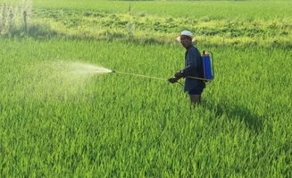 果树喷洒除草剂的影响探秘