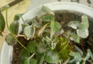 叶子病，堪症状，分类型