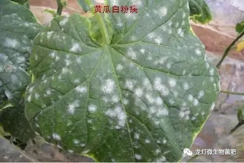 上海青丙环唑和叶力青丙环唑大对比，你了解多少？