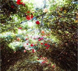 中国月季园：月季的故乡， 历史的沉淀