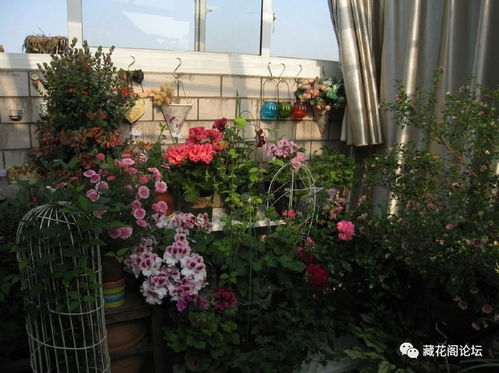 保山养花首选哪些品种？市花市树背后的故事有哪些