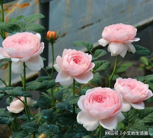 品种繁多， 花色丰富，花型多样