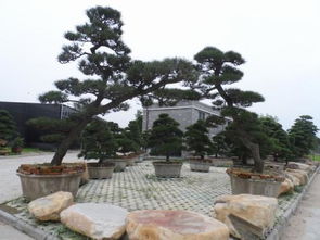 小果山里红、 香樟树等，移栽难度大