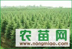 三、如何挑选适合自己的雪松树苗？