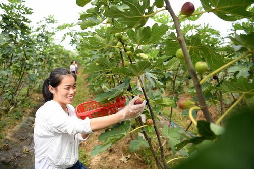 河北老农李叔的杏仁传奇