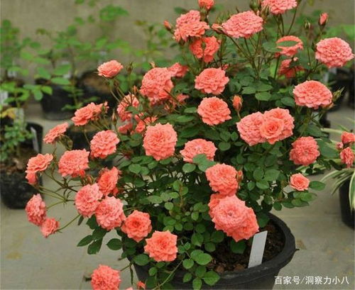 伊芙光月季的优点